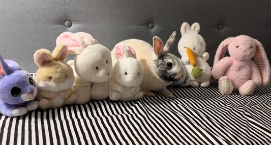 Meet all of my bunny!